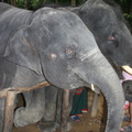 20090417 Half Day Safari - Elephant  35 of 57 